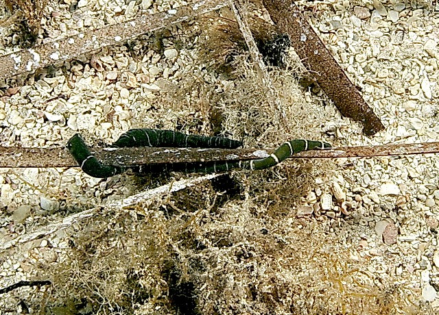 Notospermus geniculatus